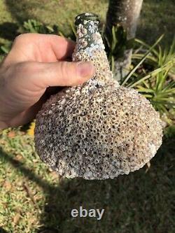 1700s early Black glass onion bottle covered with barnacles / Florida
