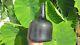 English Colonial Black Glass Wine Bottle From 1720-1740